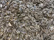 Shahabad Market Committee Suspends License of Commission Agent in Sunflower Procurement Row