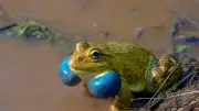 Silent Monsoon Threatens Western Ghats Frogs in Karnataka