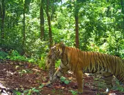Similipal Tiger Reserve: Tigress Zeenat Births Four Cubs, Radio Collar Removal Planned