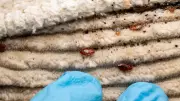 Simple 3-Minute Hotel Room Check Can Prevent Bed Bug Infestation