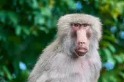 South African Village Masters Peaceful Coexistence with Wild Baboons