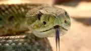 South Africa's Deadliest Snakes: Black Mamba, Cobras, Vipers and More