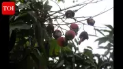 Stink Bug Infestation and Climate Change Devastate Bihar's Shahi Litchi Crop