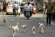 Stray Dog Mauls Thiruvananthapuram Man, Causes Severe Eye Injuries