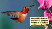 Study Reveals Masturbation Is Natural and Common in Birds Across Species