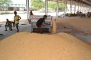 Summer maize arrivals surge in Karnal; farmers demand MSP procurement