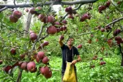 Summer Pruning Boosts Apple Quality and Yield in Himalayan Orchards