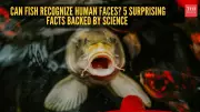 Surprising Fish Facts: Sex Change, Face Recognition, and More