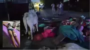 Suspected Cow Smuggler Injured in Nuh Encounter with Police