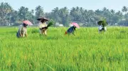 Tamil Nadu expands crop loan waiver to Rs 75,000, benefiting 14.43 lakh farmers