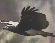 Tamil Nadu's First Raptor Census Documents 68 Species of Birds of Prey