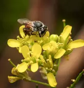 Teen Injured After Bee Attack While Plucking Fruits in Thane