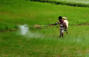 Telangana Tenant Farmers Excluded from Welfare Schemes Despite Landmark Law
