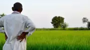 Tenant Farmers in Telangana Excluded from Govt Benefits: Study