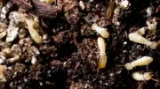 Termites in Garden: Friend or Foe? Expert Tips to Protect Your Home
