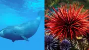 The Longest-Living Animals on Earth: Creatures That Survive 200 Years or More