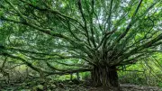 The Trees That Ask for Nothing: A Tribute to Urban Avenue Trees