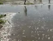 Thousands of Dead Fish Found in Ganga River in Kanpur's Jajmau Area