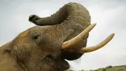Three Arrested for Attempting to Sell Elephant Tusks in Mangaluru
