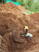 Three Arrested for Killing Tusks Elephant, Burying Carcass in Odisha