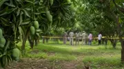 Three Children Injured in Crude Bomb Blast in Malda Mango Orchard