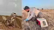 Three Great Indian Bustard Chicks Hatched in Rajasthan Boost Conservation