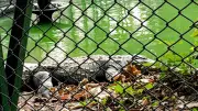Three-Year-Old Boy Injured in Crocodile Enclosure at Cambridgeshire Zoo, Man Arrested