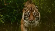 Tiger attacks motorcycle-borne couple in Katarniaghat, woman critically injured