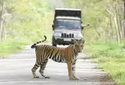 Tiger Safari Reopens at Ludhiana Zoo with New Big Cat Pair