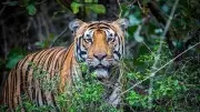 Tigers to be reintroduced in eastern forests from other states