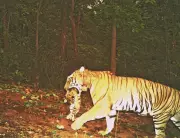 Tigress Zeenat Gives Birth to Four Cubs in Similipal Reserve