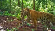 Tigress Zeenat, Known for 300 km Journey, Gives Birth to 4 Cubs