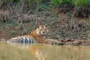 Tigress Zeenat, Known for 300-km Journey, Gives Birth to Four Cubs in Odisha