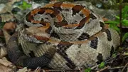 Timber Rattlesnake: Elusive and Misunderstood Forest Dweller