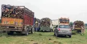 Timber Smuggling Foiled in Nurpur: 7 Vehicles Impounded by Police