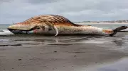Timmy the Humpback Whale's Tragic End Sparks Rescue Debate