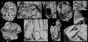 Tiny Fossil Saccorhytus Not Human Ancestor, New Study Reveals