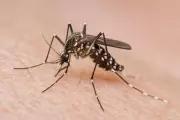 Toddler Survives Life-Threatening Mosquito Repellent Poisoning After 20 Days in ICU