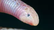 Toothless Snakes: Meet the Unusual Serpents Thriving Without Fangs