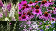 Top 10 Nectar-Rich Plants to Boost Pollinators in Your Garden This Summer