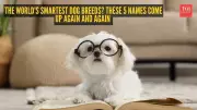 Top 5 Smartest Dog Breeds: Border Collie to Doberman