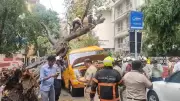 Tree Falls on School Bus in Mumbai's Chembur: 1 Student Killed, 4 Injured