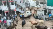 Tree Uprooted by Storm Kills Cow and Calf in Nagpur Cattle Shed Collapse