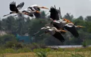 Trichy Bird Census 2025-26 Records Rise in Species and Numbers