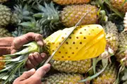 Tripura to Host International Queen Pineapple Exhibition in Delhi from June 27