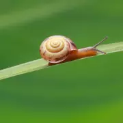 Two New Microscopic Snail Species Found in Meghalaya's Limestone Caves