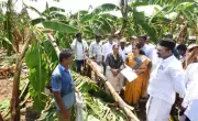 Unseasonal Winds Damage 82.2 Hectares of Banana Crops in Thanjavur