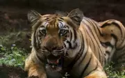 Unstable Tigress Zeenat Gives Birth, Steadier Yamuna Yet to Mate in Odisha