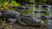 US Rivers with the Largest Alligator Populations: A Detailed Look