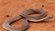 Victoria's Snake Hotspots: Where Encounters Are Most Common in Australia